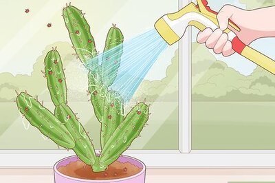 How to Get Rid of Cactus Bugs