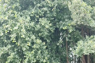 What Makes This 150-year-old Banyan Tree In Telangana Unique