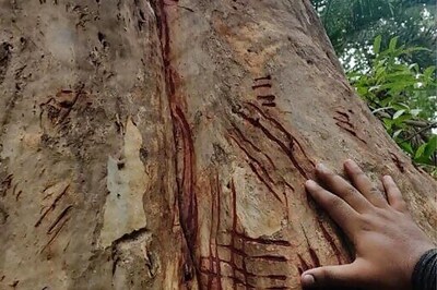 Evidence Of Sloth Bears Found In Jambeshwar Forest Near Udaipur