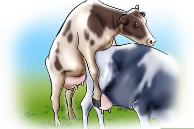 How to Artificially Inseminate Cows and Heifers