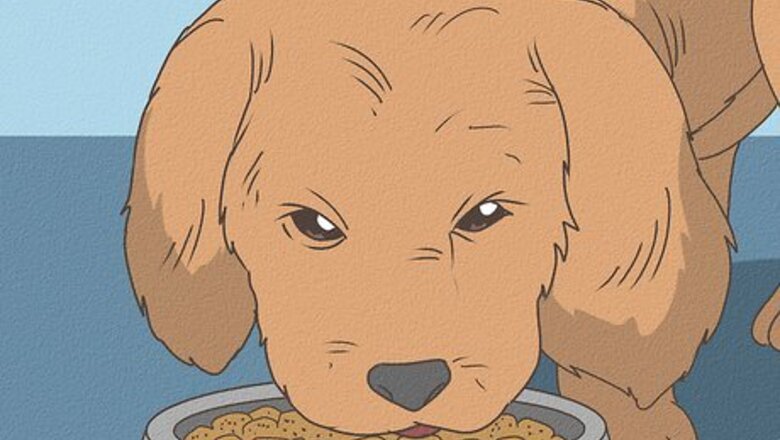 How to Care for a Poodle