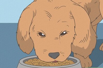 How to Care for a Poodle