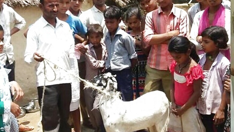 Goat Chews Rs 66000 Cash From Owner's Pocket