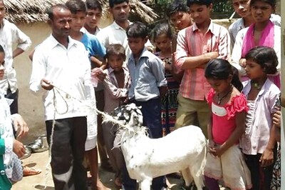 Goat Chews Rs 66000 Cash From Owner's Pocket