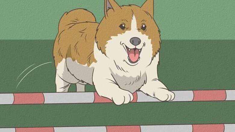 How to Build a Dog Agility Course