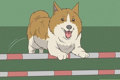 How to Build a Dog Agility Course