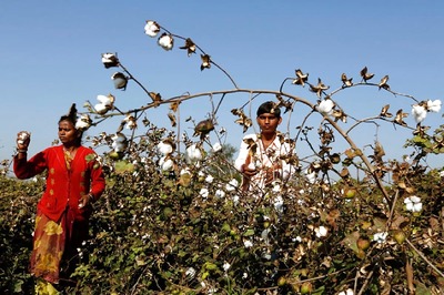 Haryana to Procure Cotton from CCI Starting October 1 at MSP