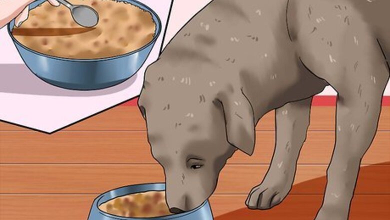 How to Help Your Dog Lose Weight