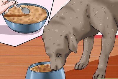 How to Help Your Dog Lose Weight