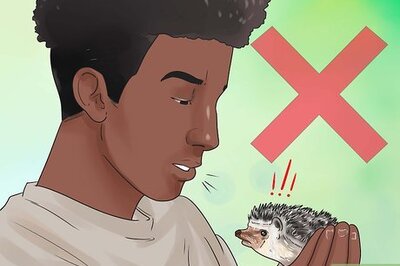 How to React when Your Hedgehog Bites You