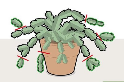 How to Prune a Christmas Cactus