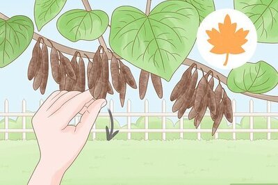 How to Grow a Redbud Tree from Seed