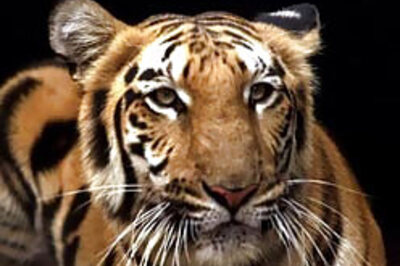Tiger shopping site invites PETA's ire