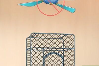 How to Protect Birds from Household Dangers