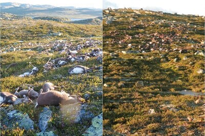 More Than 300 Reindeer Killed By Lightning In Norway