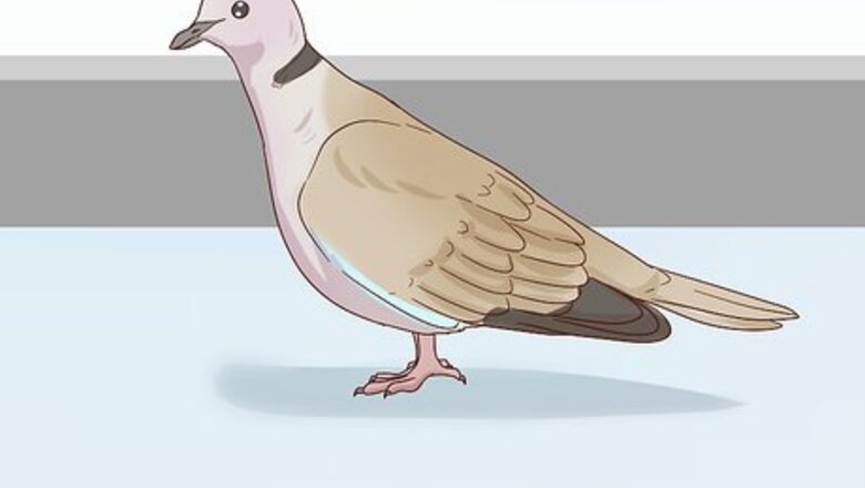How to Choose Pet Doves