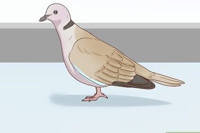 How to Choose Pet Doves