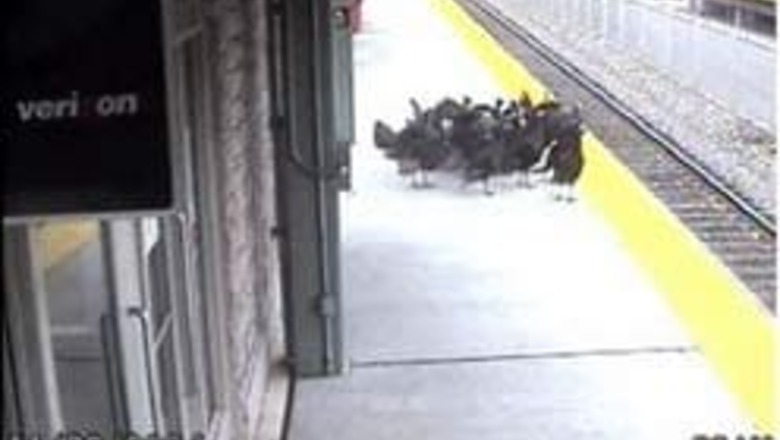 Turkeys try to catch train out of NJ