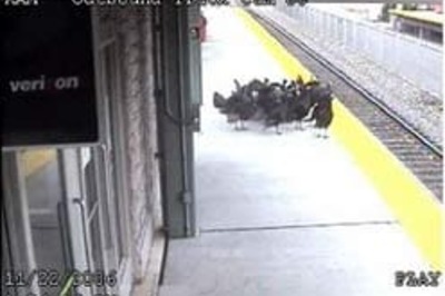 Turkeys try to catch train out of NJ