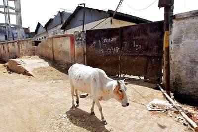 Cow Injured after Chewing Explosives Wrapped in Dough in UP's Ayodhya, Two Arrested