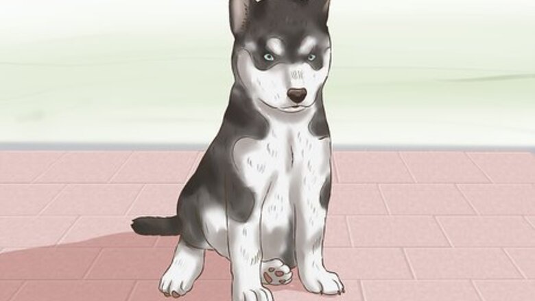 How to Choose a Puppy to Keep from Your Litter