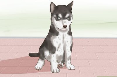 How to Choose a Puppy to Keep from Your Litter