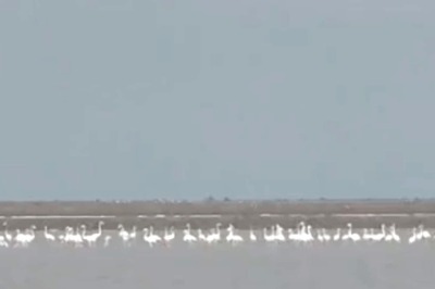 WATCH: Migratory Birds Arrive Early This Season At Tamil Nadu's Point Calimere Bird Sanctuary