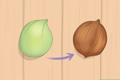 How to Identify Hickory Nuts