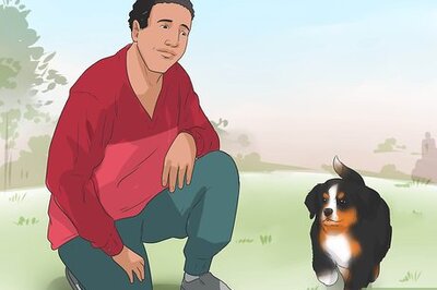 How to Train Bernese Mountain Dogs