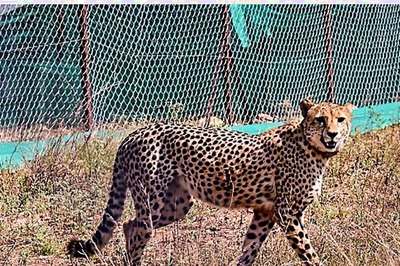 Another Female Cheetah Dies at Kuno, India Loses 3 Big Cats within A Year of Translocation