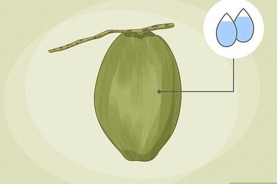 How to Grow a Coconut Tree