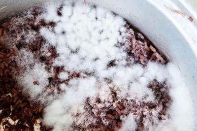 Why Are Nigerians Eating Rotten And 'Throw Away' Rice Grains