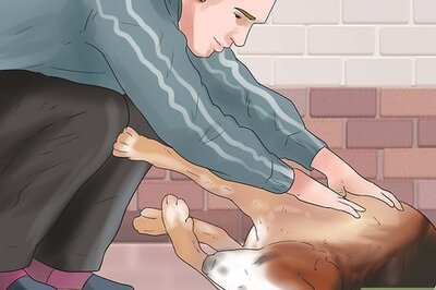 How to Help a Dog Who Has Canine Epilepsy