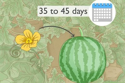 How to Save Watermelon Seeds for Planting