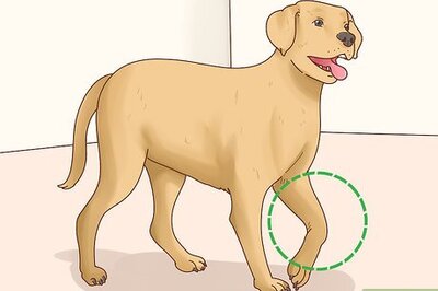 How to Diagnose Arthritis in Dogs