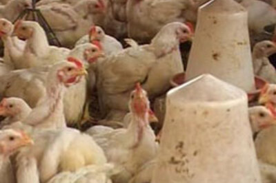 9,000 birds culled in bird-flu hit Bengal district