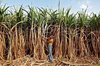Cabinet Okays Increase in Sugarcane FRP by Rs 10 to Rs 285 Per Quintal for 2020-21