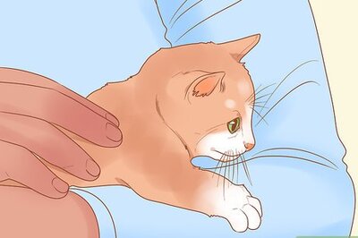 How to Train a Therapy Cat
