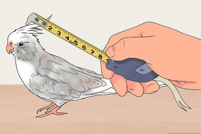 How to Build an Aviary