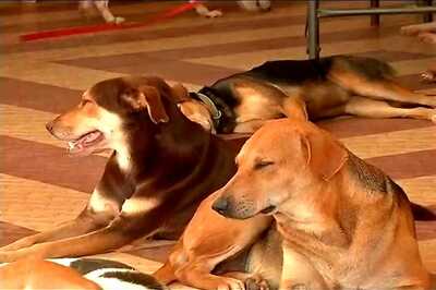 KC(M) Activists Kill Stray Dogs and Rally Around With Carcasses