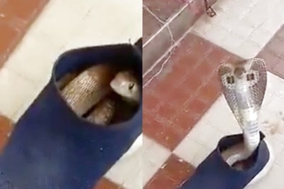 This Video of Giant Cobra Coming Out of a Shoe in Mysore Will Give You the Creeps