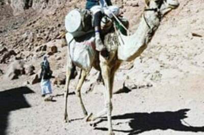 Slurp! Here's camel milk ice cream