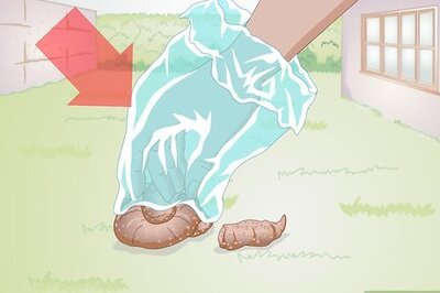 How to Clean Up Dog Waste from a Backyard