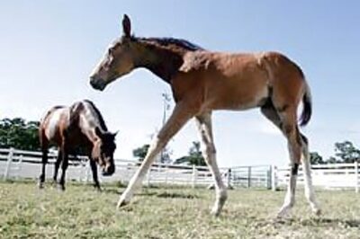 Texan co to clone 100 horses
