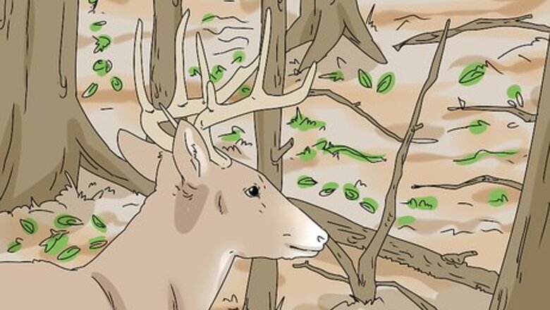 How to Feed Wildlife in the Autumn