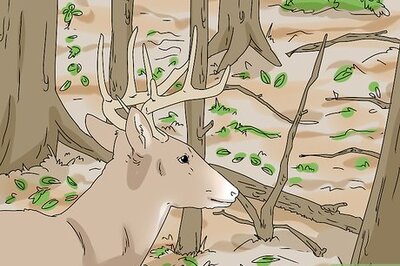 How to Feed Wildlife in the Autumn