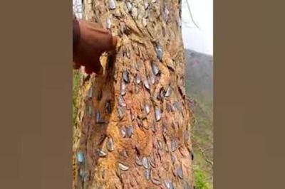Viral Video Shows Man Digging Out Coins From A Tree
