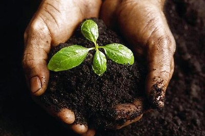 HC Asks Delhi Man to Plant 50 Trees as Punishment for Electricity Theft