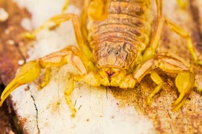 This Creature Kills And Eats Its Mother Right After Birth