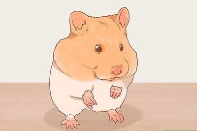 How to Decide Between Syrian and Dwarf Hamsters